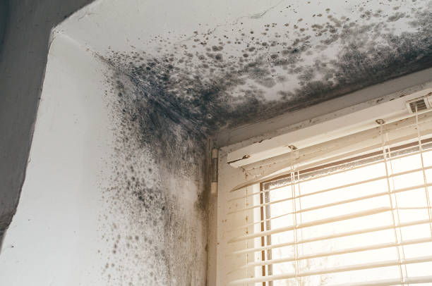 Affordable Basement Mold Removal solutions in Huntly, VA