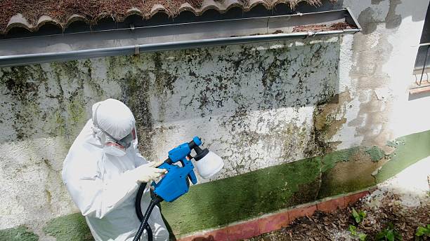 Top rated local Basement Mold Removal specialists in Huntly, VA